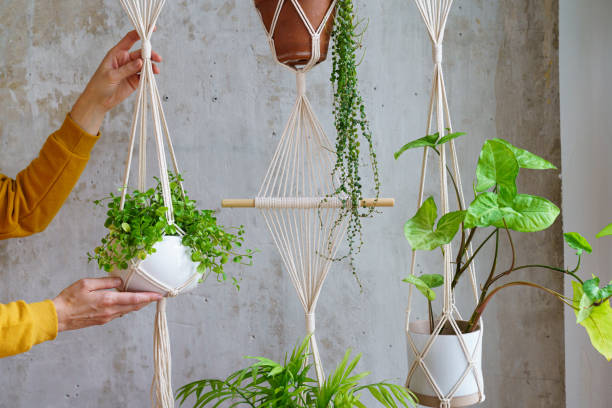 Woman gardener holding macrame plant hanger with houseplant over grey wall. Hobby, love of plants, home decoration Woman gardener holding macrame plant hanger with houseplant over grey wall. Hobby, love of plants, home decoration concept. cotton cotton ball fiber white stock pictures, royalty-free photos & images