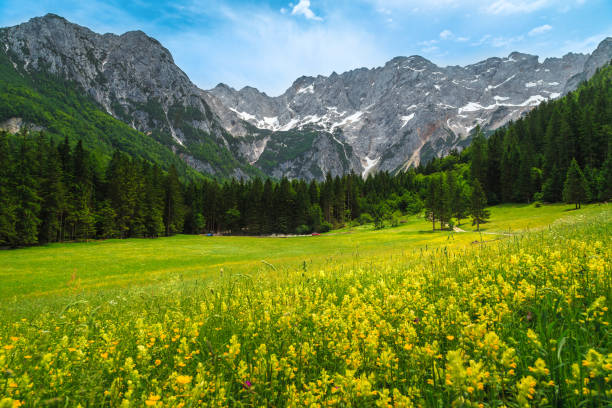 istock Summer alpine scenery with flowery glade and mountains, Slovenia 1296819099
