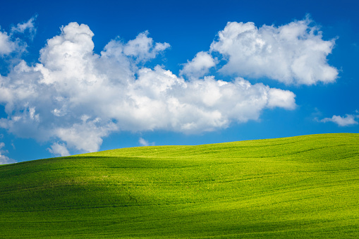 Beautiful green grain fields and blue sky with spectacular clouds