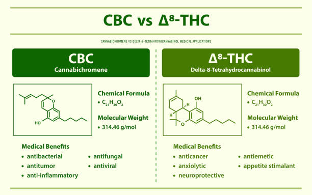 CBC vs 8-THC, Cannabichromene vs Delta 8 Tetrahydrocannabinol horizontal infographic CBC vs 8-THC, Cannabichromene vs Delta 8 Tetrahydrocannabinol horizontal infographic illustration about cannabis as herbal alternative medicine and chemical therapy, healthcare and medical science vector. thc stock illustrations