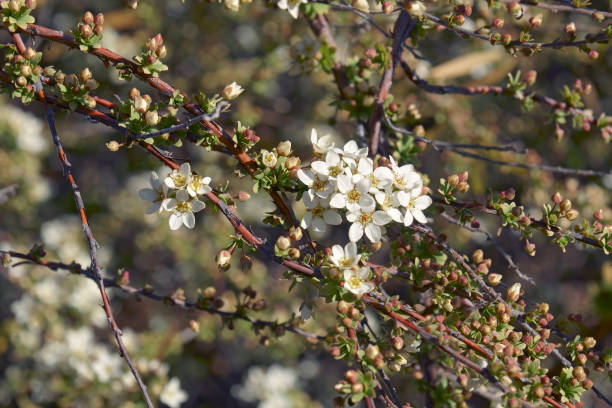 istock Close-up image of Ogon spirea flowers 1296820140