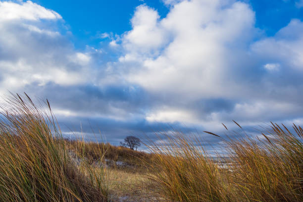 istock Tree and dune on shore of the Baltic Sea 1296822666