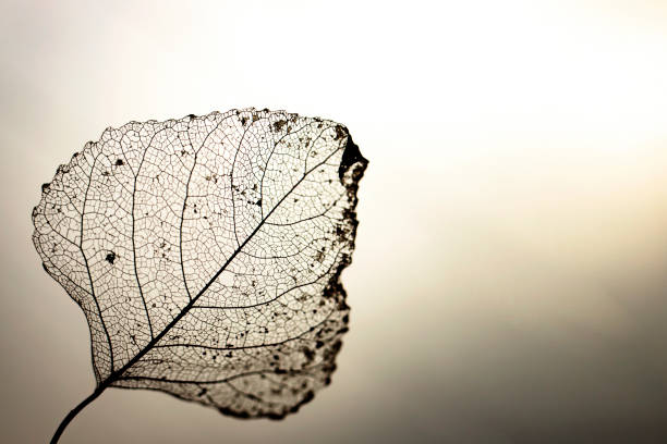 A dried-up transparent leaf against a gray sky.