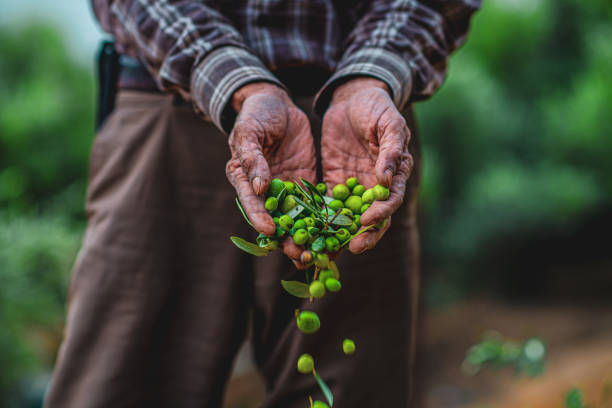 ein mann schnappt sich oliven in der hand und erntet grüne oliven - senior adult gardening freshness recreational pursuit stock-fotos und bilder