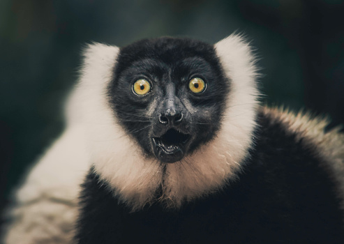 Black and white ruffed lemur looking surprised in the forests of Madagascar