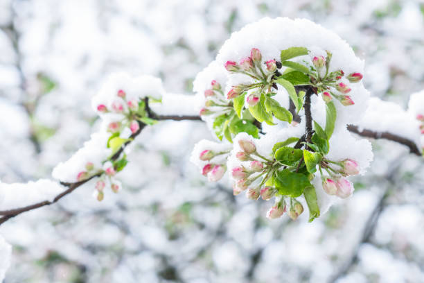 Apple tree with unfolded blossoms covered with snow in springtime in the garden in morning sunlight  after snowstorm stock photo