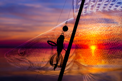 Zander fishing. Silhouette of fishing tackle on on blurred walleye fish background at sunset. Soft focus