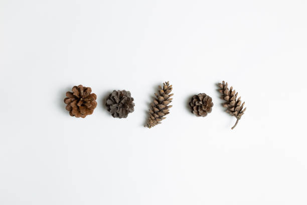 istock Dry pine cones on white background. flat lay, top view, copy space 1296826128