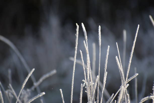 istock Blades of Frosty Long Grass Background Image 1296827349