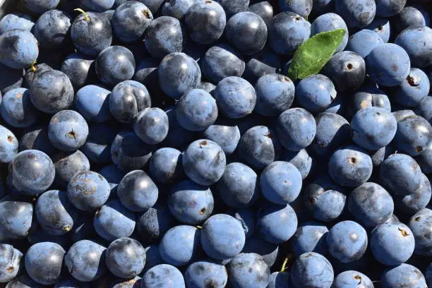 Full screen sloes picked in winter