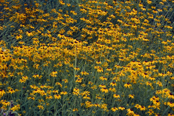 istock Image of multiple Black-eyed Susan  flowers 1296828445