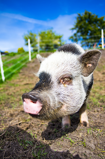 Close up of a Gottinger pig in a meadow with a hill and a clear blue sky with windy clouds.