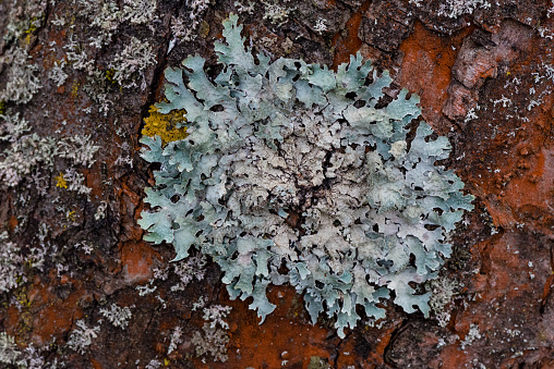 Lichen, Fungus, Macrophotography, Extreme Close-Up