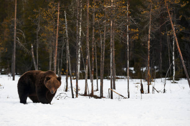 istock Brown bear walking in the snow 1296831027