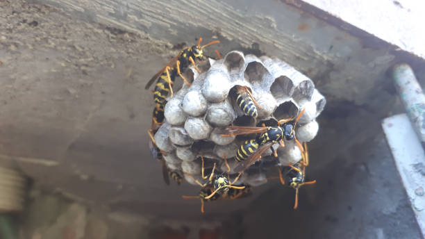 istock wasp sitting on top of wasp nest.  close up view background. 1296831776