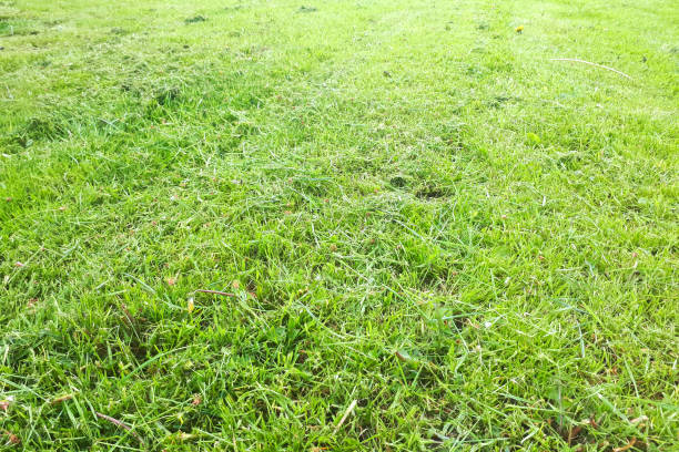istock green grass background. Spring lawn field 1296831807
