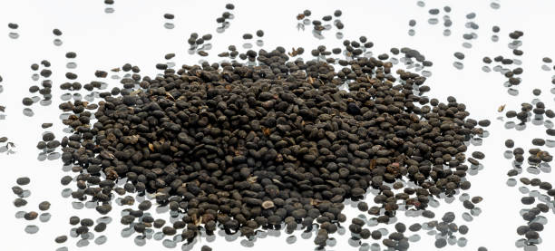 Babchi dry whole seeds isolated on white background.