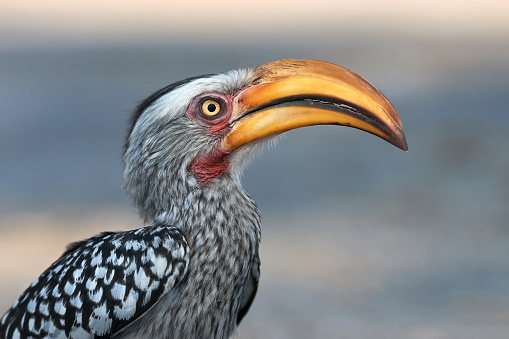 Portrait of a beautifull southern Yellow billed hornbill (Tockus leucomelas) photographed in Botswana.