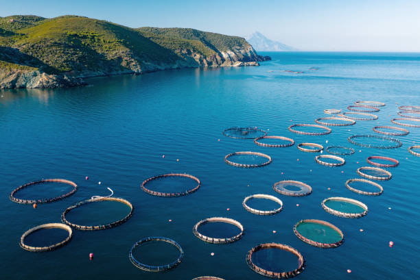istock Aerial view of fish farm. 1296832919