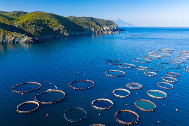 istock Aerial view of fish farm. 1296832970