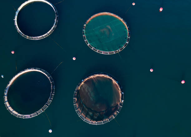 istock Aerial view of fish farm. 1296832977