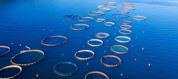 istock Aerial view of fish farm. 1296832982