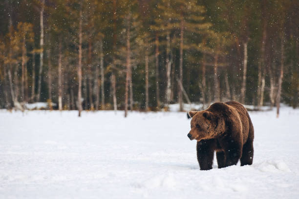 Brown bear walking in the snow