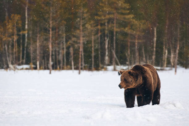Brown bear walking in the snow stock photo