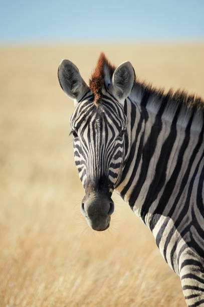 istock Beautiful portrait of a zebra 1296833148