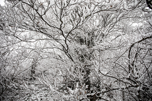 Winter trees in mountains covered with fresh snow. Beautiful landscape with branches of trees covered in snow. Mountain road in Caucasus. Azerbaijan