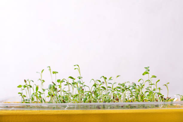 Sprouted watercress in the yellow wooden box against the white background. Germinating microgreens at home