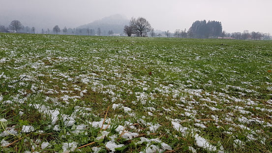 Snow is falling, the meadow is white.