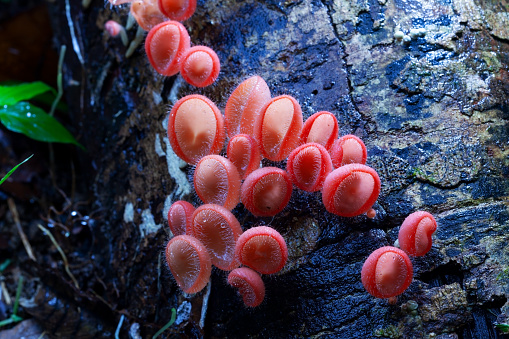 Mushroom orange fungi cup or champagne mushroom on decay wood in the rain forest.