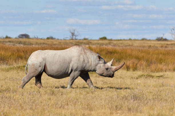 istock Black rhino in Etosha National Park 1296840579