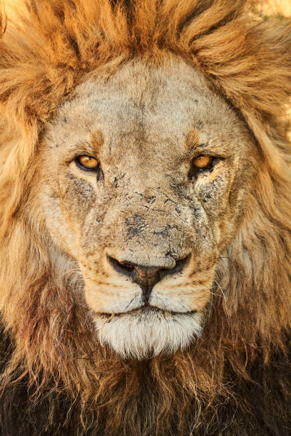 istock Portrait of a big African lion. 1296840949
