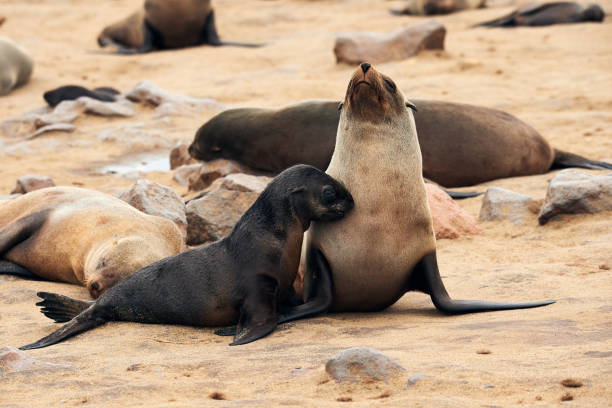 Cape fur seals (Arctocephalus pusillus), Cape cross Namibia Mother and cub of Cape  fur seal (Arctocephalus pusillus) photographed at Cape cross in Namibia where there is a large colony of these marine mammals. seal pup stock pictures, royalty-free photos & images