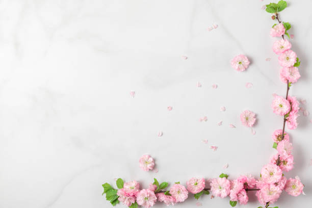 istock Spring pink cherry blossom branches on white marble background. Womens Day, Wedding concept. flat lay 1296841186