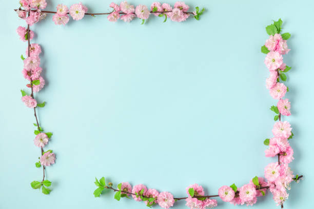 istock Frame made of spring pink cherry blossom branches on blue background. Flat lay. Top view. Holiday or wedding layout 1296841224