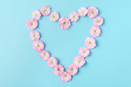 Heart symbol made of pink blossoming spring flowers on blue background. Love concept. Flat lay. Top view. Valentines day background