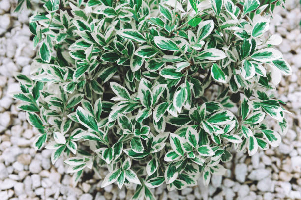 The white and green leaves of the ficus. The plant grows among rocks