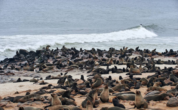 istock Colony of fur seals in Namibia 1296843259