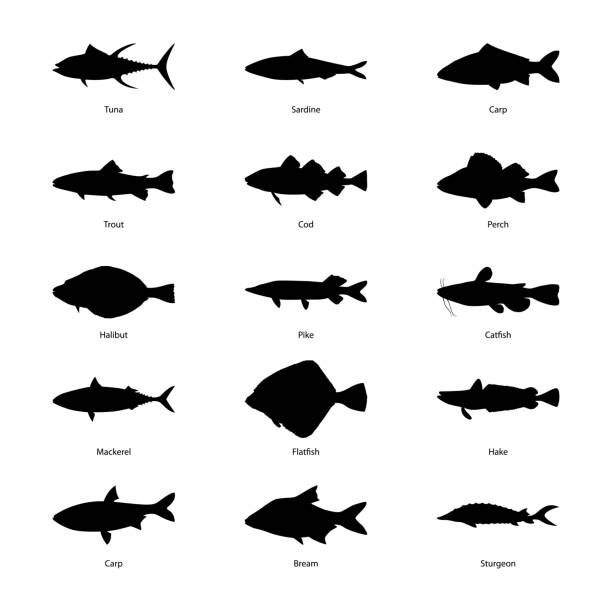 ilustrações de stock, clip art, desenhos animados e ícones de set of silhouettes of fishes, vector illustration - bacalhau