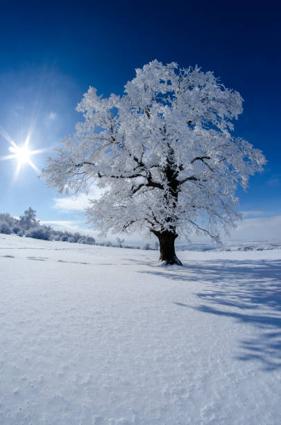istock Snow covered tree on a beautiful sunny winter day 1296845095