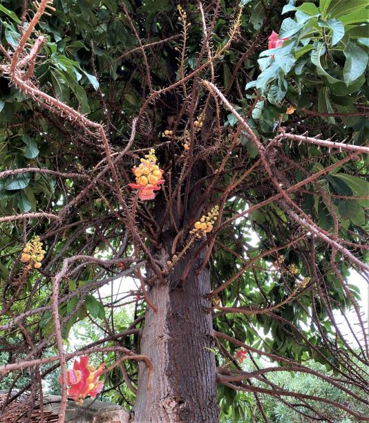 Sal Trees The Tree In Buddhist Mythology Stock Photo - Download