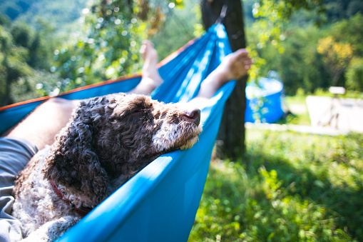 man and dog enjoying in hammock