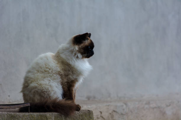 istock Himalayan cat sitting near house 1296846207