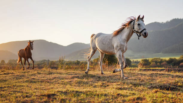 white arabian horse running on grass field another brown one behind, afternoon sun shines in background - horse arabian horse arabia white imagens e fotografias de stock