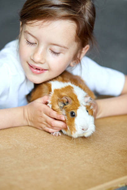 赤いモルモットを抱きしめる幸せな笑顔の小さな女の子の肖像画。 - guinea pig pets child stroking ストックフォトと画像