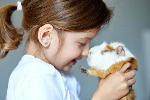 Child playing with guinea pig, stay quarantine time kid home.