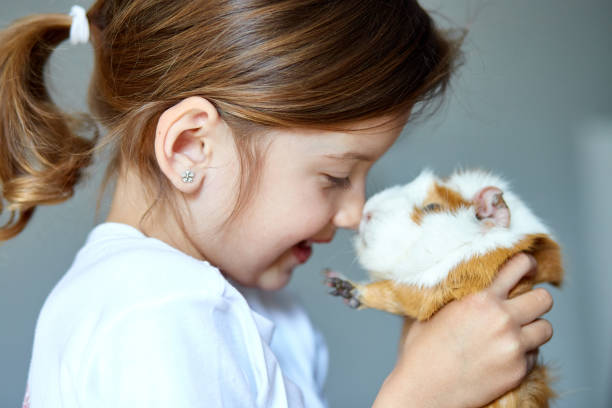 Child playing with guinea pig, stay quarantine time kid home. Child playing with guinea pig, stay quarantine time kid home. Girl take care of pets. Schooler kid petting cavy. Pet rodents. Trip to zoo or farm. rodent photos stock pictures, royalty-free photos & images